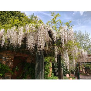 Vistéria čínska (Wisteria sinensis) ´LONGISSIMA ALBA´ - výška 170-200 cm, kont. C3L